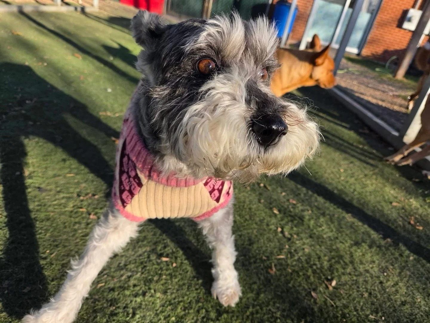 Our happy place 🥰

#howlnwoofdogdaycare #dogdaycare #dogsofinstagram #dogsofatx #austintexas
