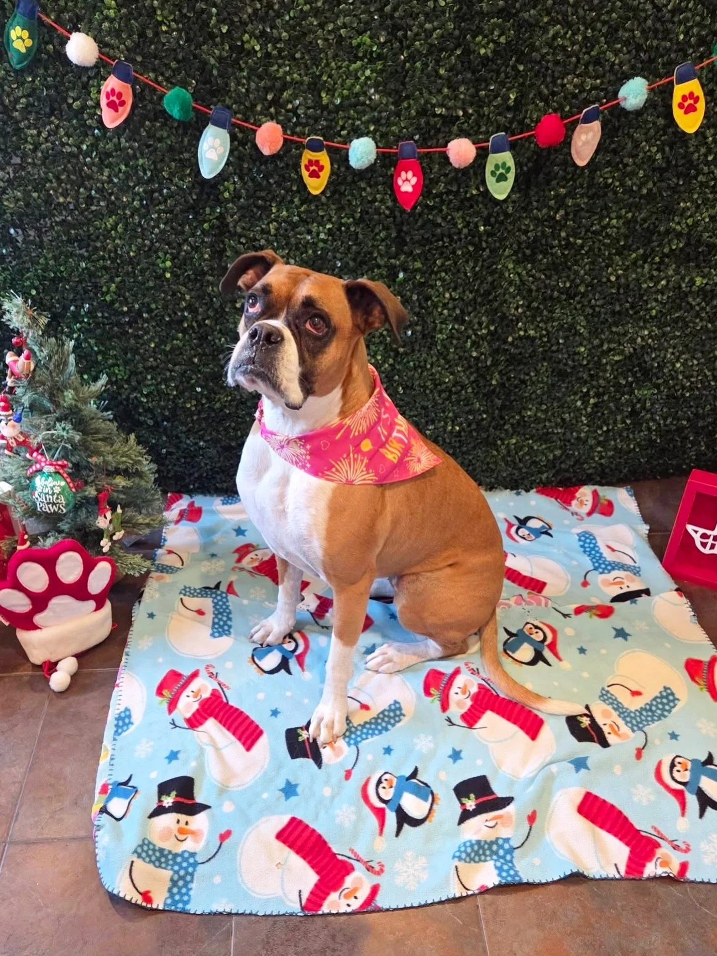 Great day to be at daycare! 🥳

#howlnwoofdogdaycare #dogdaycare #dogsofinstagram #dogsofatx #austintexas