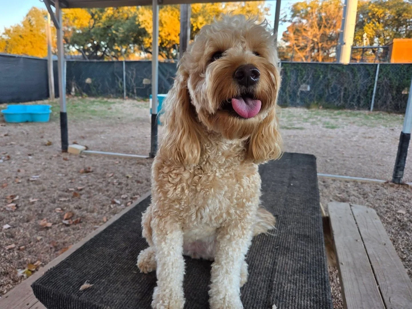Ruby says 😋

#howlnwoofdogdaycare #dogdaycare #dogsofinstagram #dogsofatx #austintexas