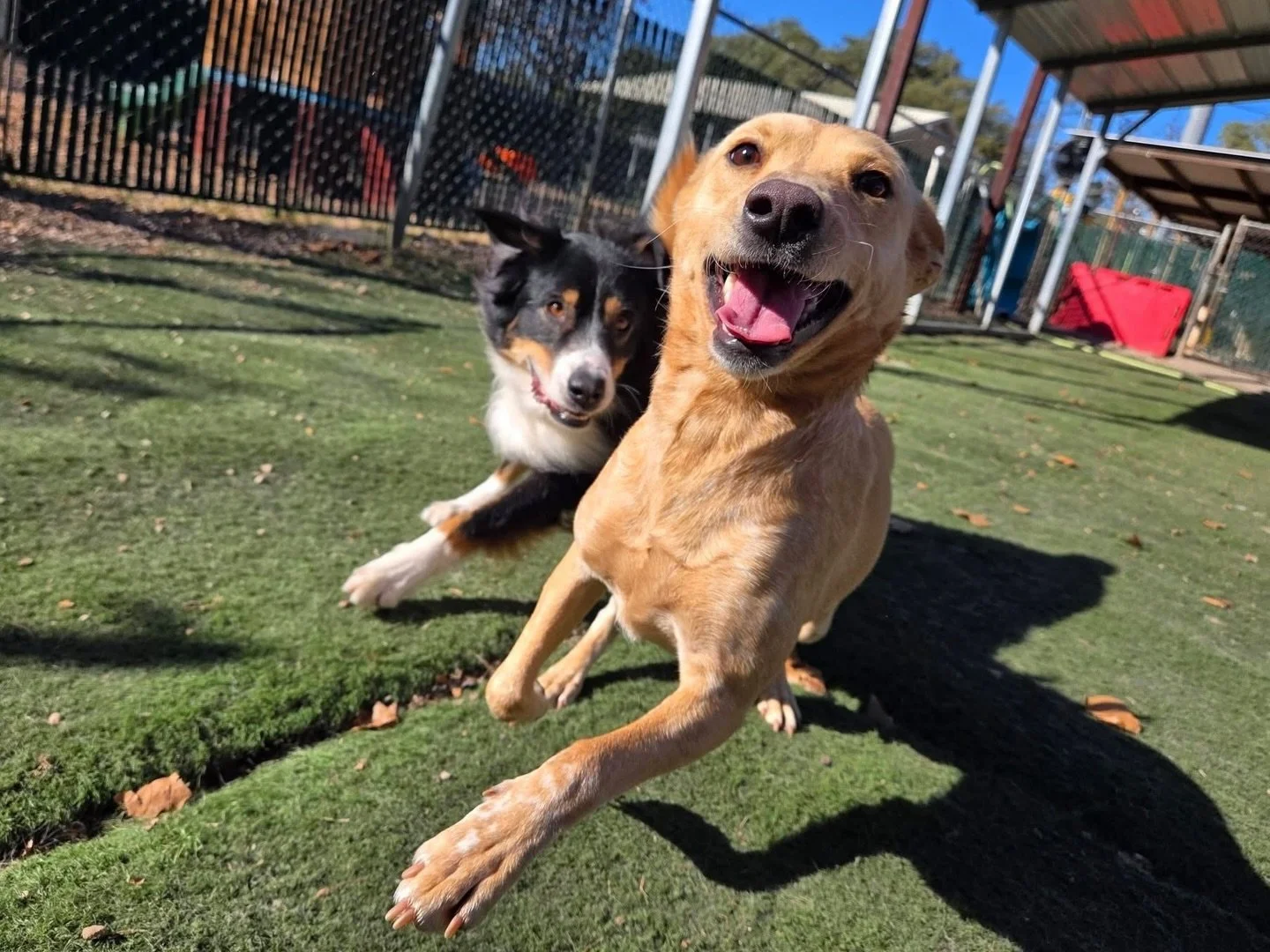 Soaking up the sun 🌞

#howlnwoofdogdaycare #dogdaycare #dogsofinstagram #dogsofatx #austintexas