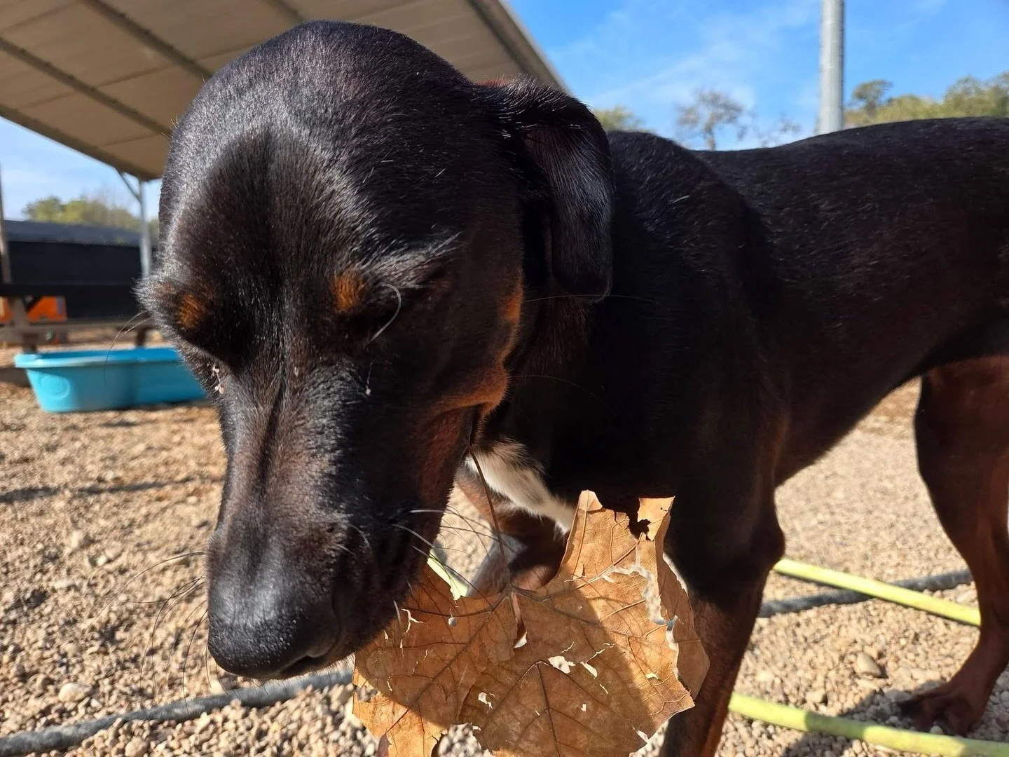 All grins here 😁

#howlnwoofdogdaycare #dogdaycare #dogsofinstagram #dogsofatx #austintexas
