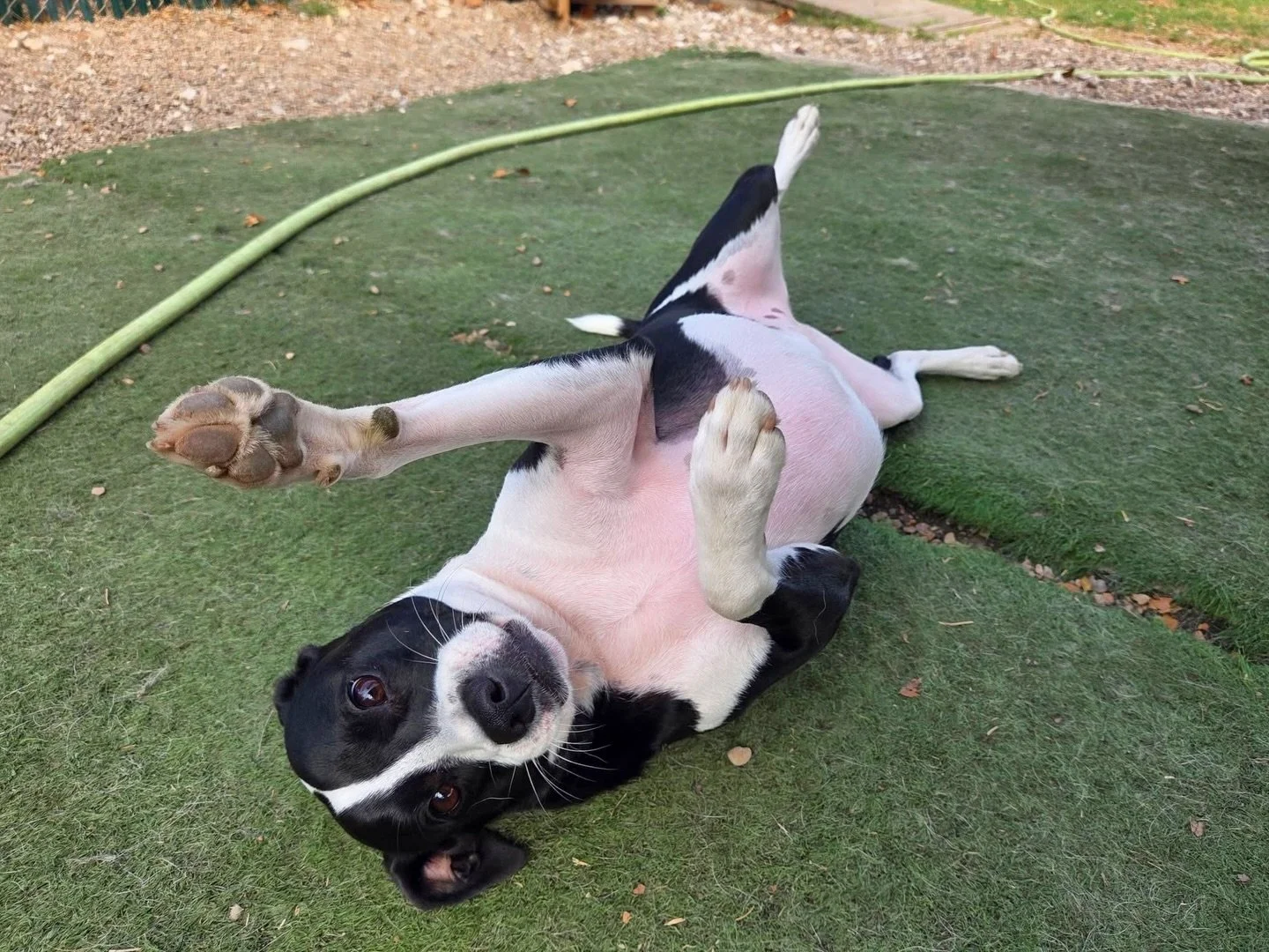 Silly pups 🪿

#howlnwoofdogdaycare #dogdaycare #dogsofinstagram #dogsofatx #austintexas