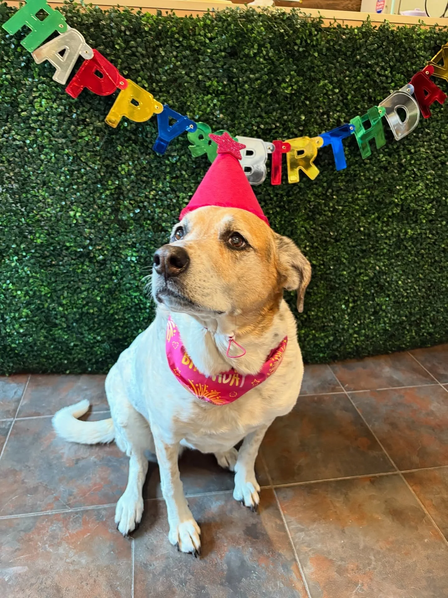 Wags and smiles all day long 🥰

#howlnwoofdogdaycare #dogdaycare #dogsofinstagram #dogsofatx #austintexas