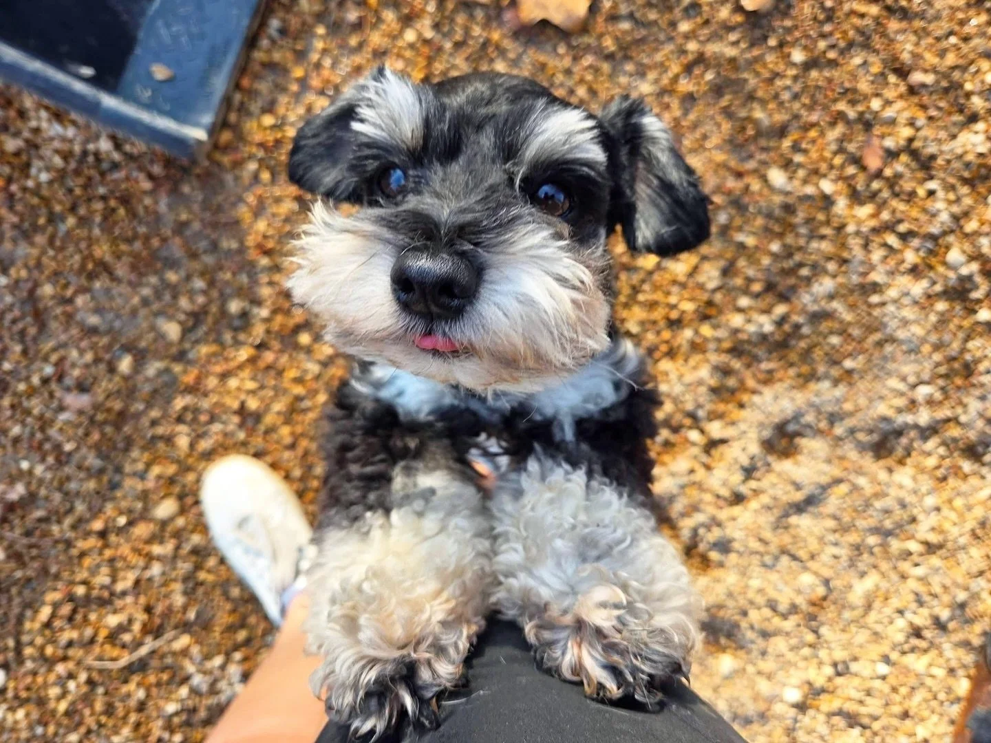 Sweet little babies 💕

#howlnwoofdogdaycare #dogdaycare #dogsofinstagram #dogsofatx #austintexas