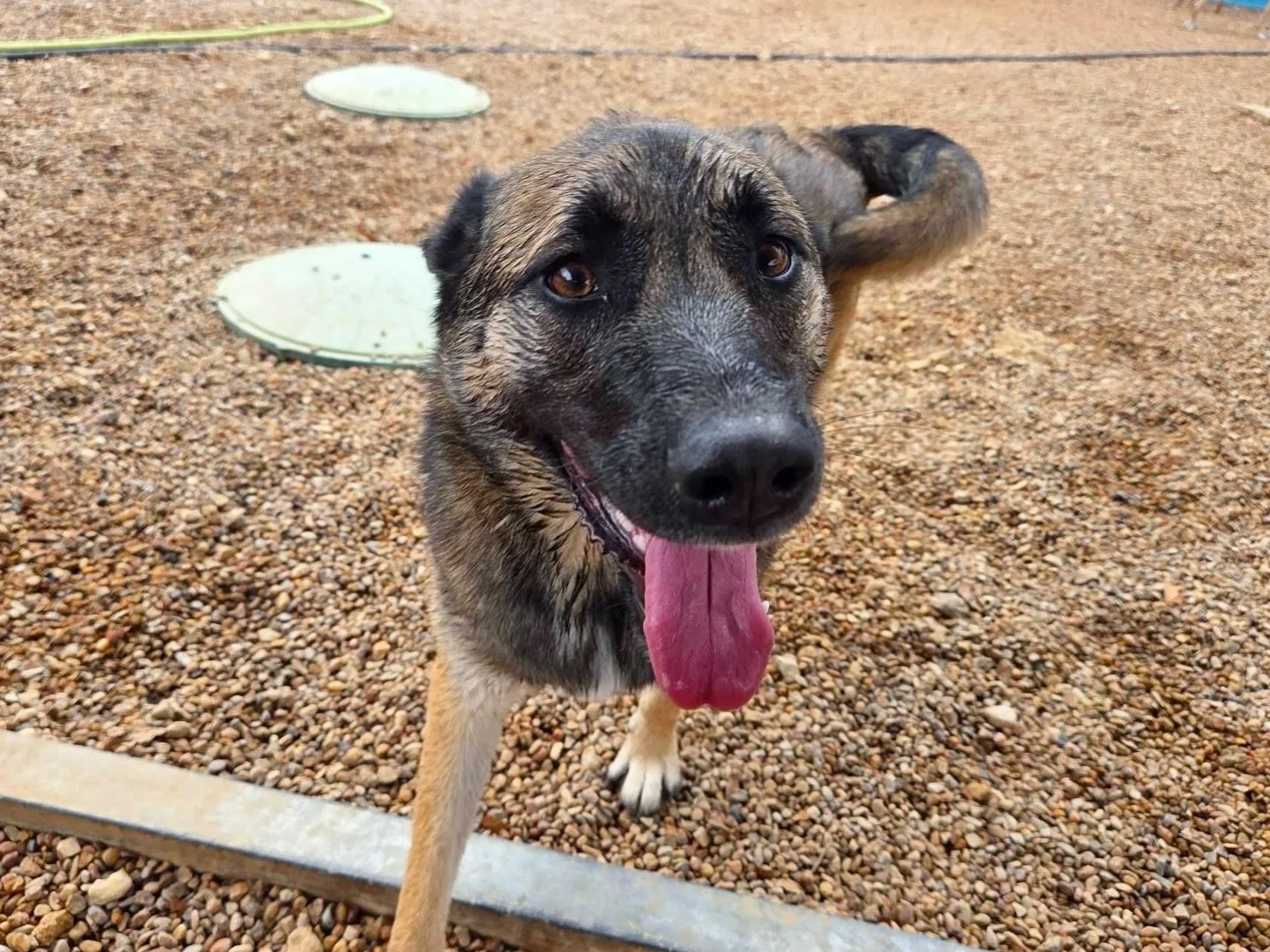 Tongues out on this lovely Friday 😋

#howlnwoofdogdaycare #dogdaycare #dogsofinstagram #dogsofatx #austintexas