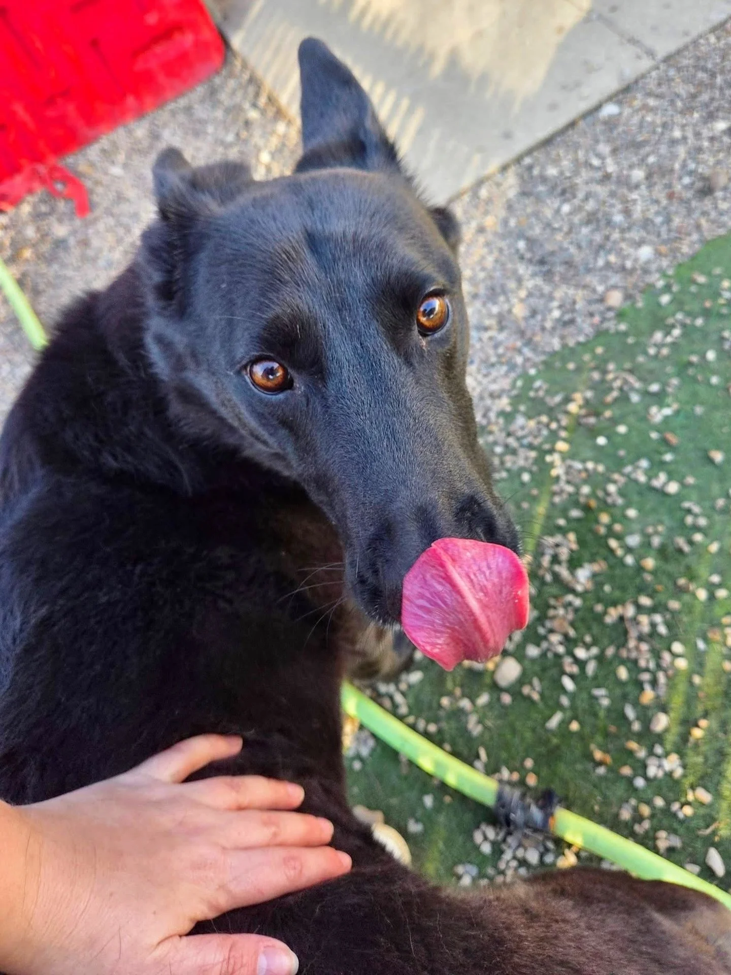 Happy Thursday! ☀️

#howlnwoofdogdaycare #dogdaycare #dogsofinstagram #dogsofatx #austintexas