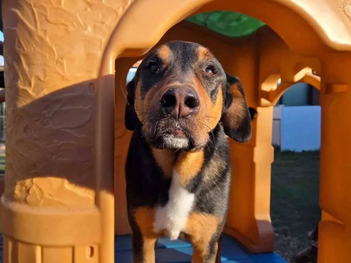 Everyone ready for the freeze? Perfect time to snuggle up with your pups! ❄️🐶🐾

#howlnwoofdogdaycare #dogdaycare #dogsofinstagram #dogsofatx #austintexas