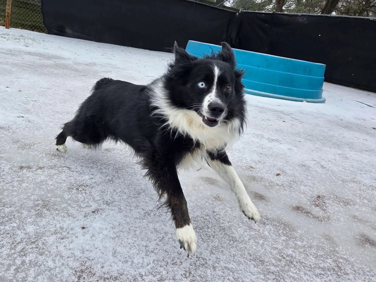 George, Moose, and Chomper enjoyed their Texas snow day at Howl N Woof! ❄️☃️🥶