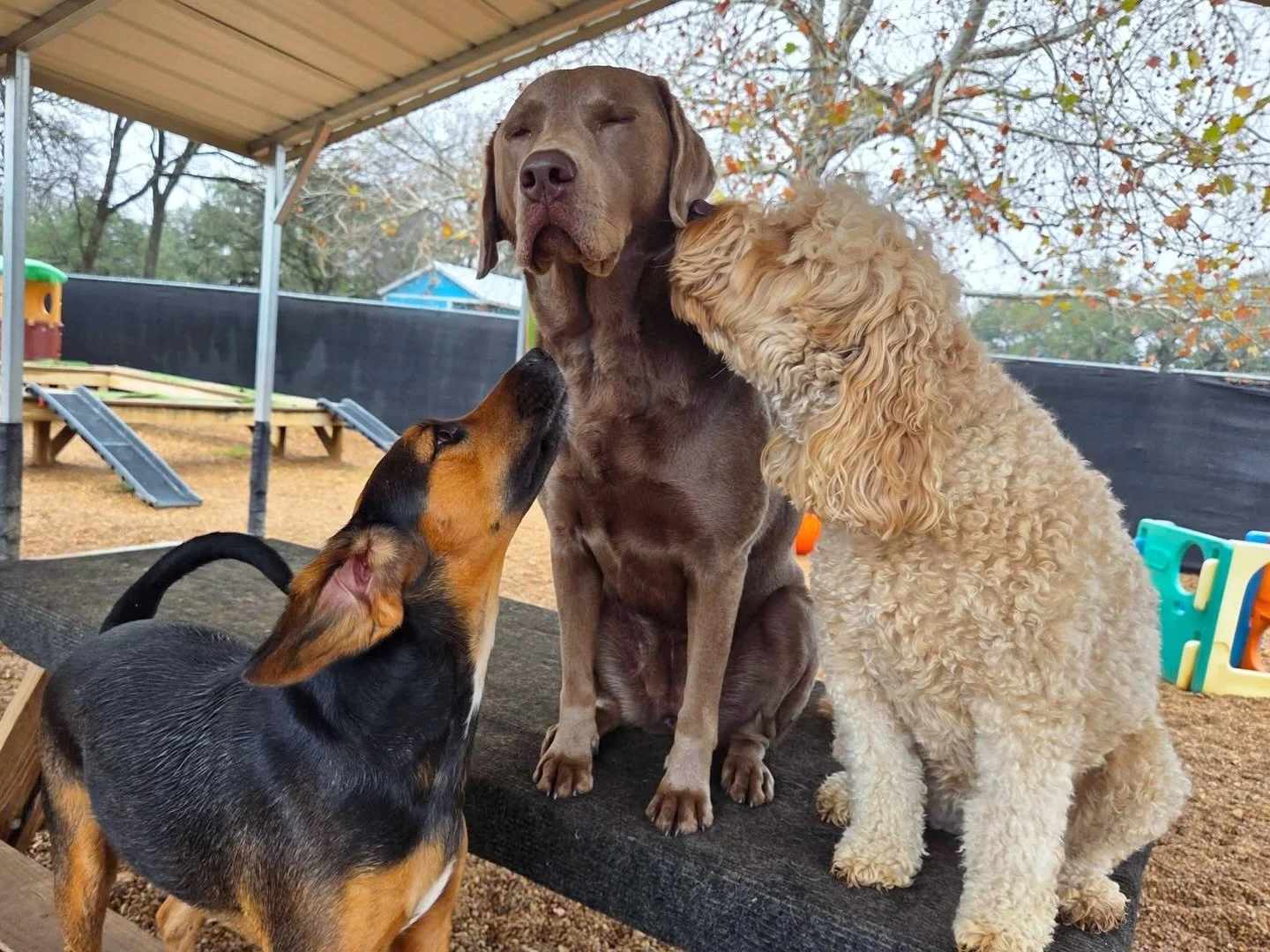 Luna has all of the answers 🔮