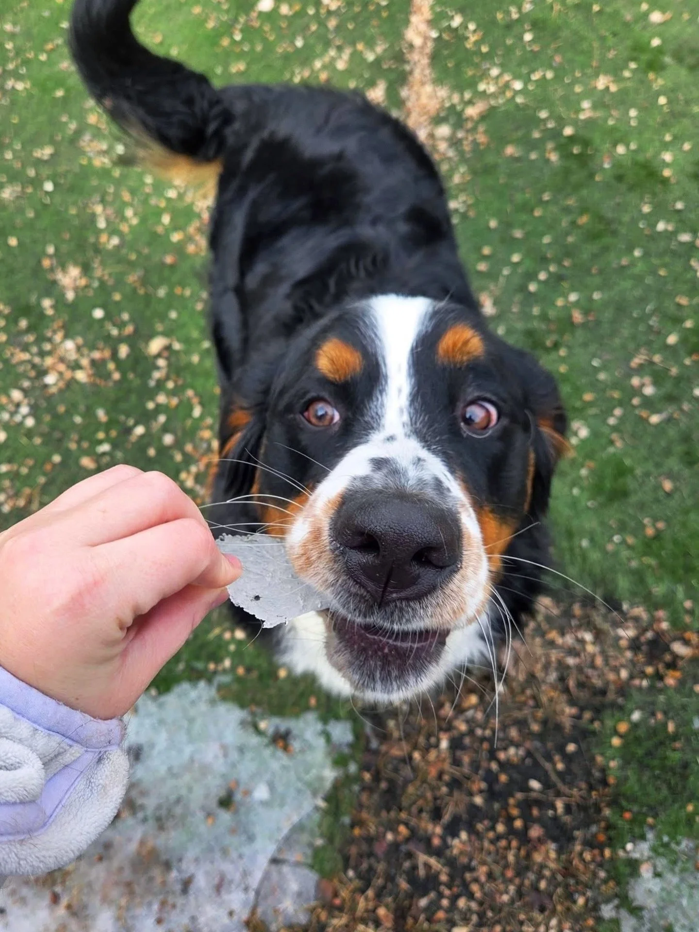 Ground ice? Don&rsquo;t mind if we do! 🐶🧊🍽️