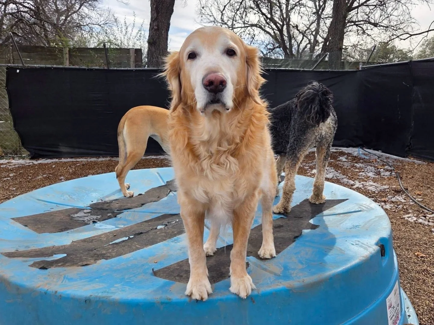 First pic could be an album cover 😂 So moody and mysterious, Tyrian 😎