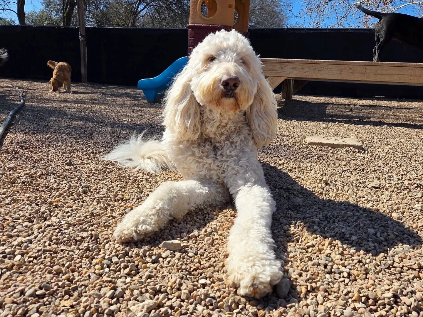 Swipe to see Susie fly! 🦅