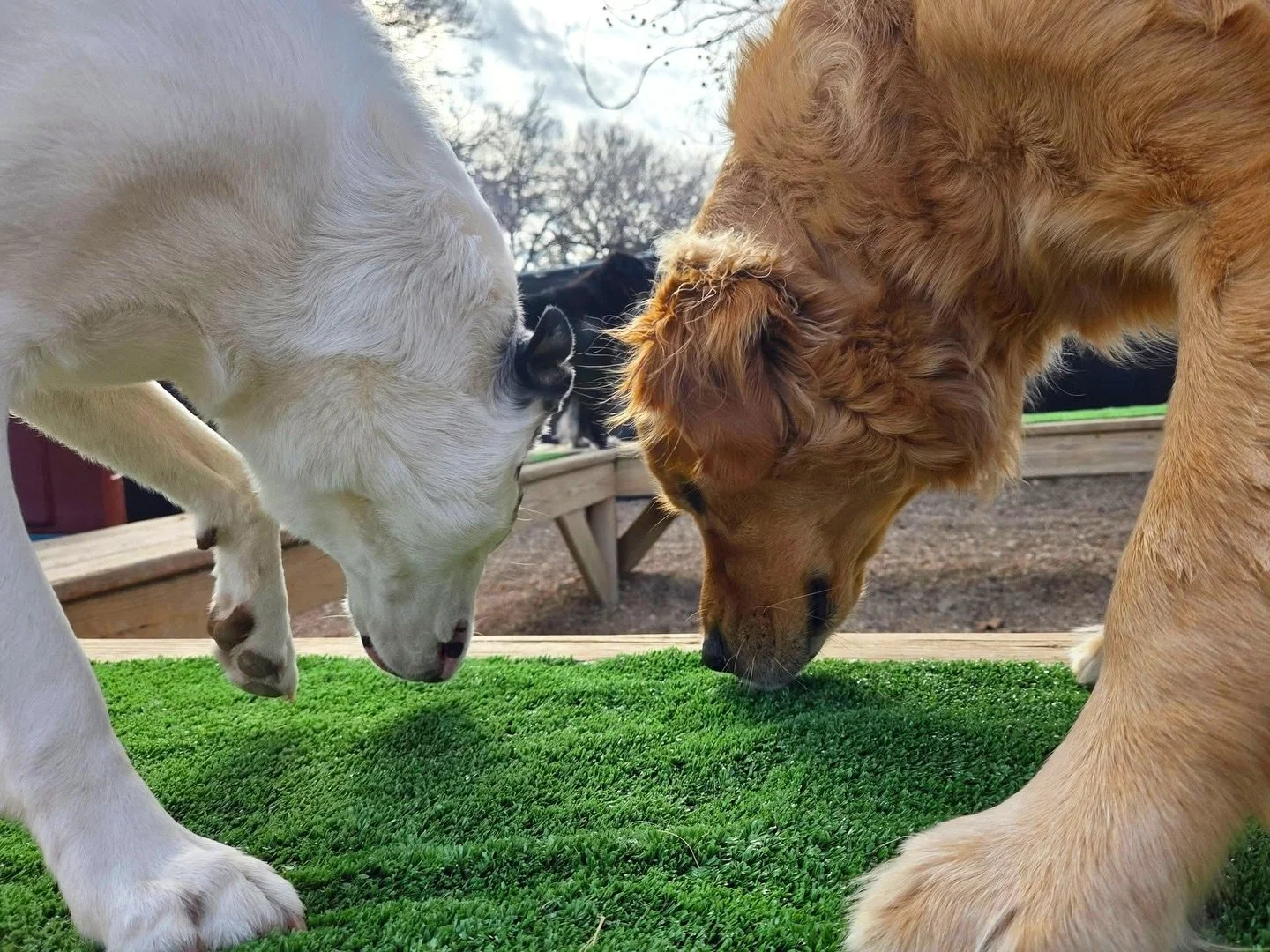 *sniff sniff sniff sniff* I think Dottie and Hanks approve of the new turf 😎