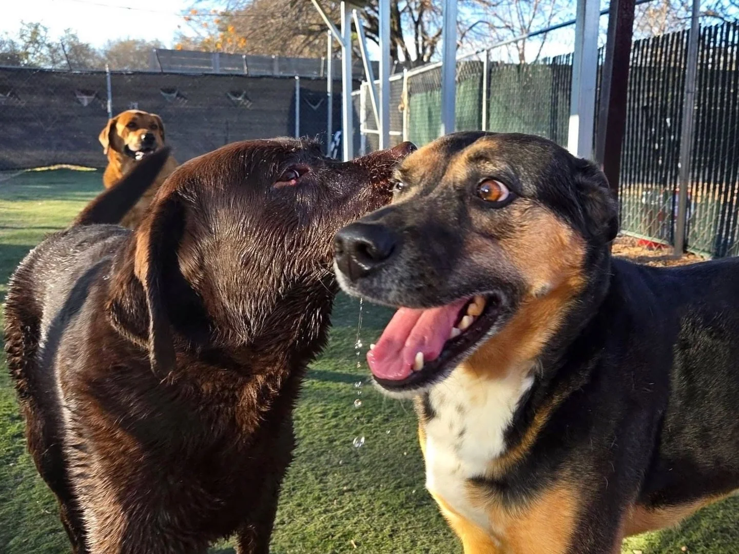 Penny is telling Schultz an *extra* juicy secret 🐶💦