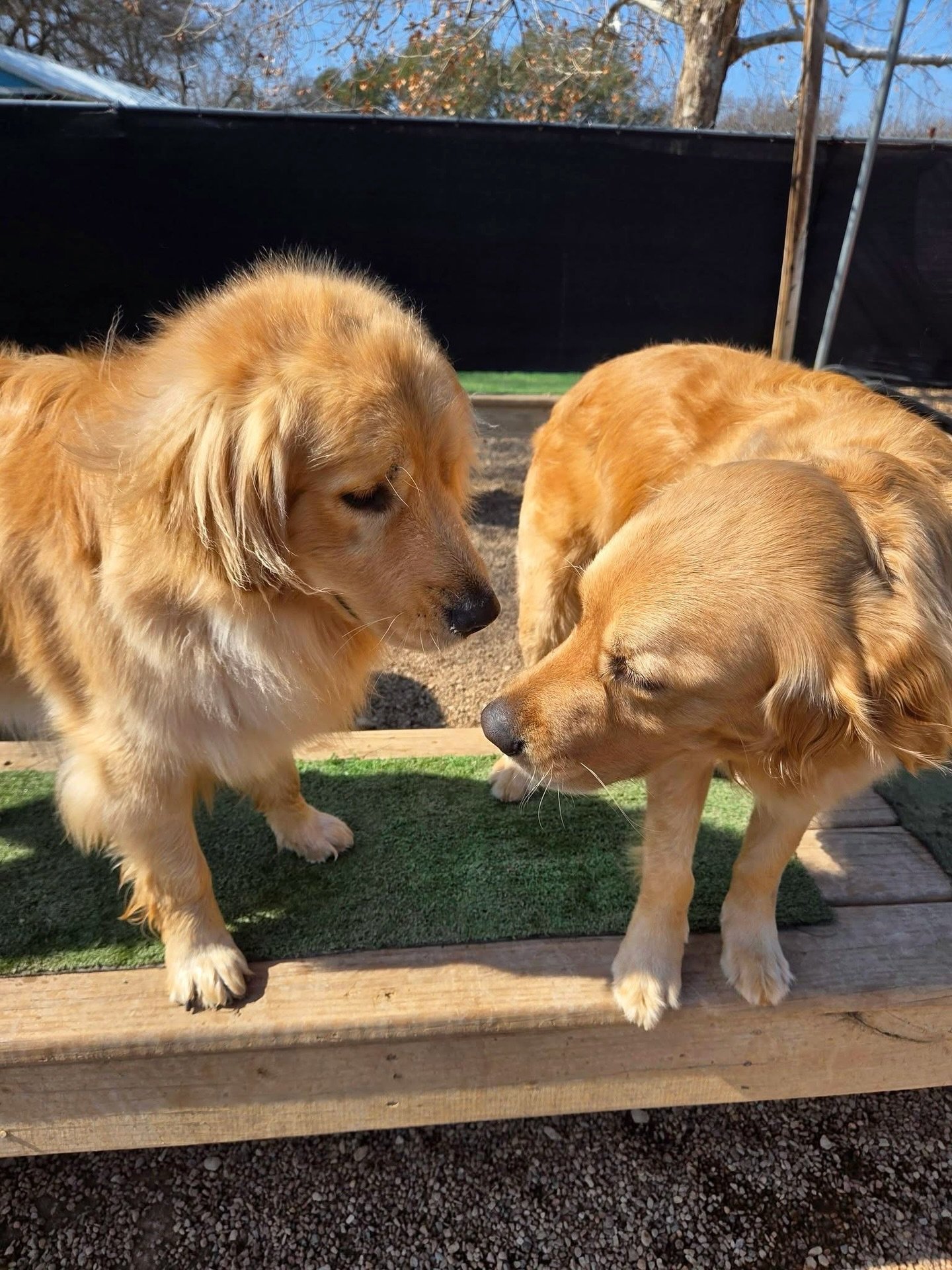 A sea of goldens! 👑
