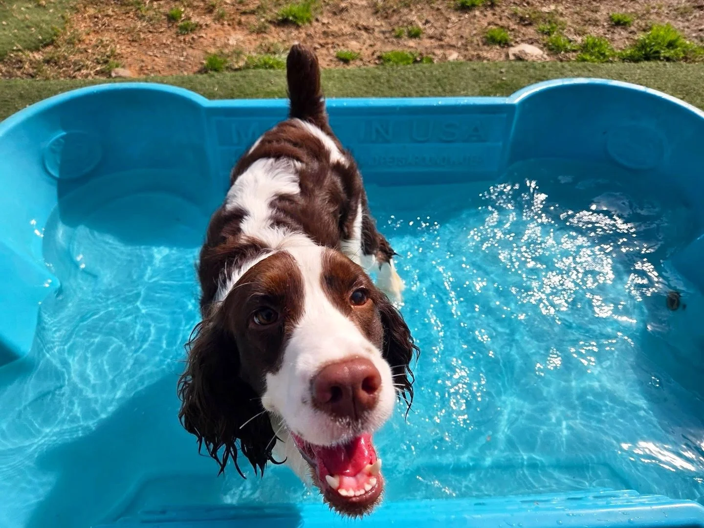 Splish splash, puppies in the pool! 🐟