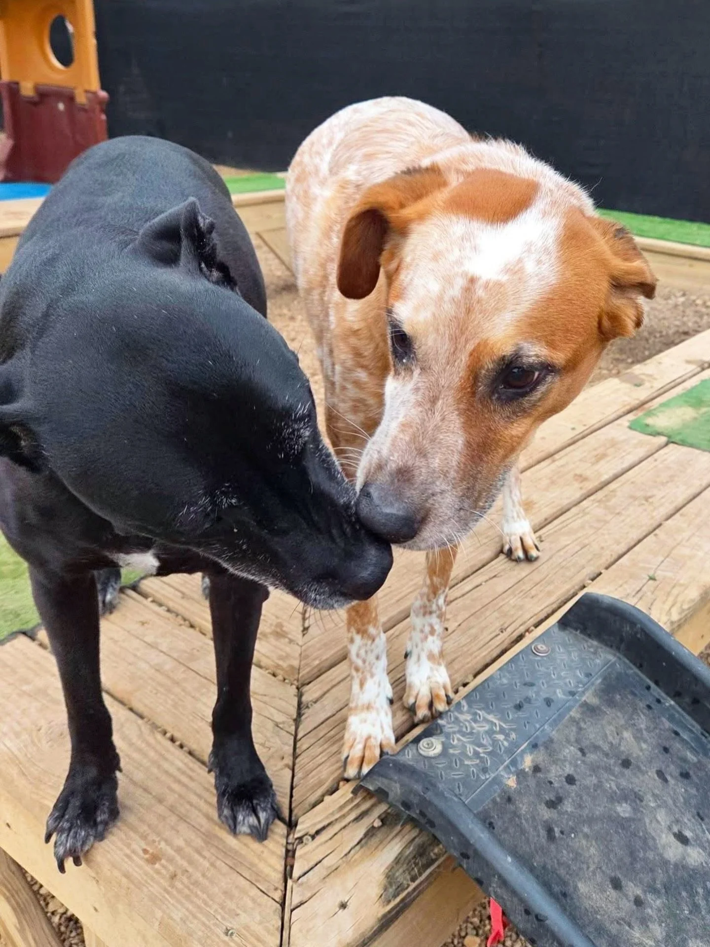 Furry friends 🐶🦴