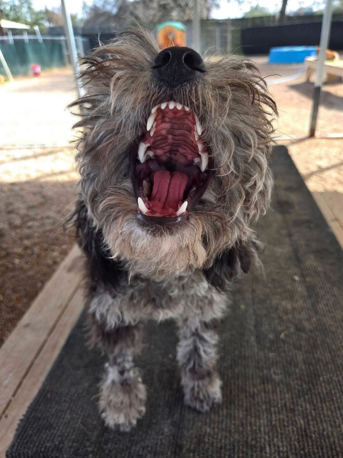 Mattie is just practicing for her dentist appointment 😁
