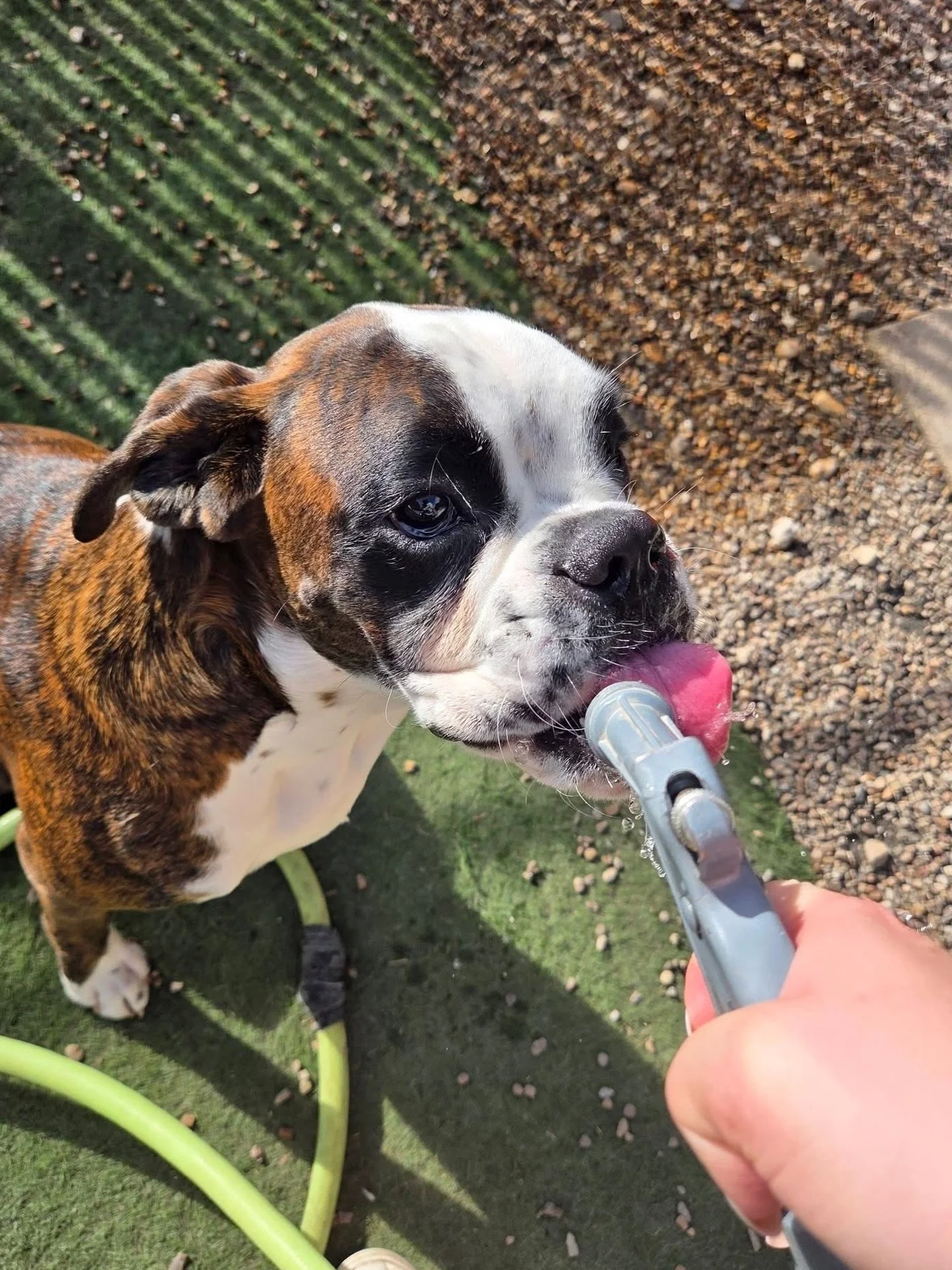 This weather calls for a drink from the hose 🧃