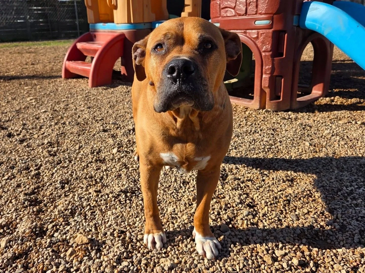 Rocky with his squishy face 🥰