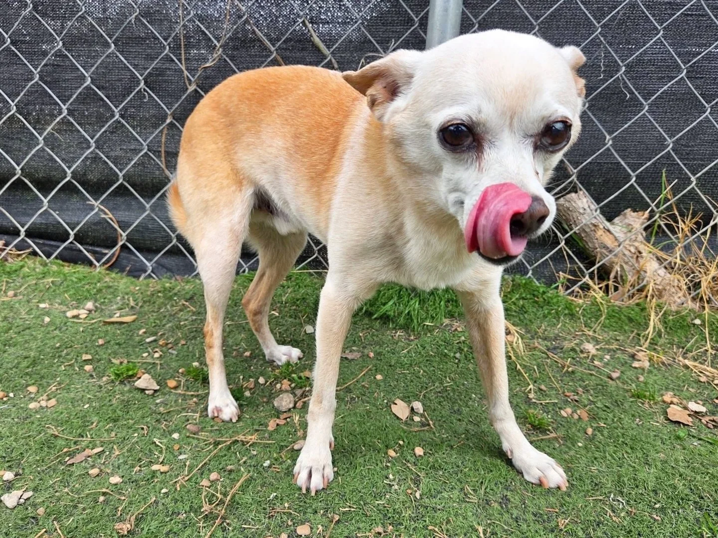 Tongues out kind of day for these littles! 🤪