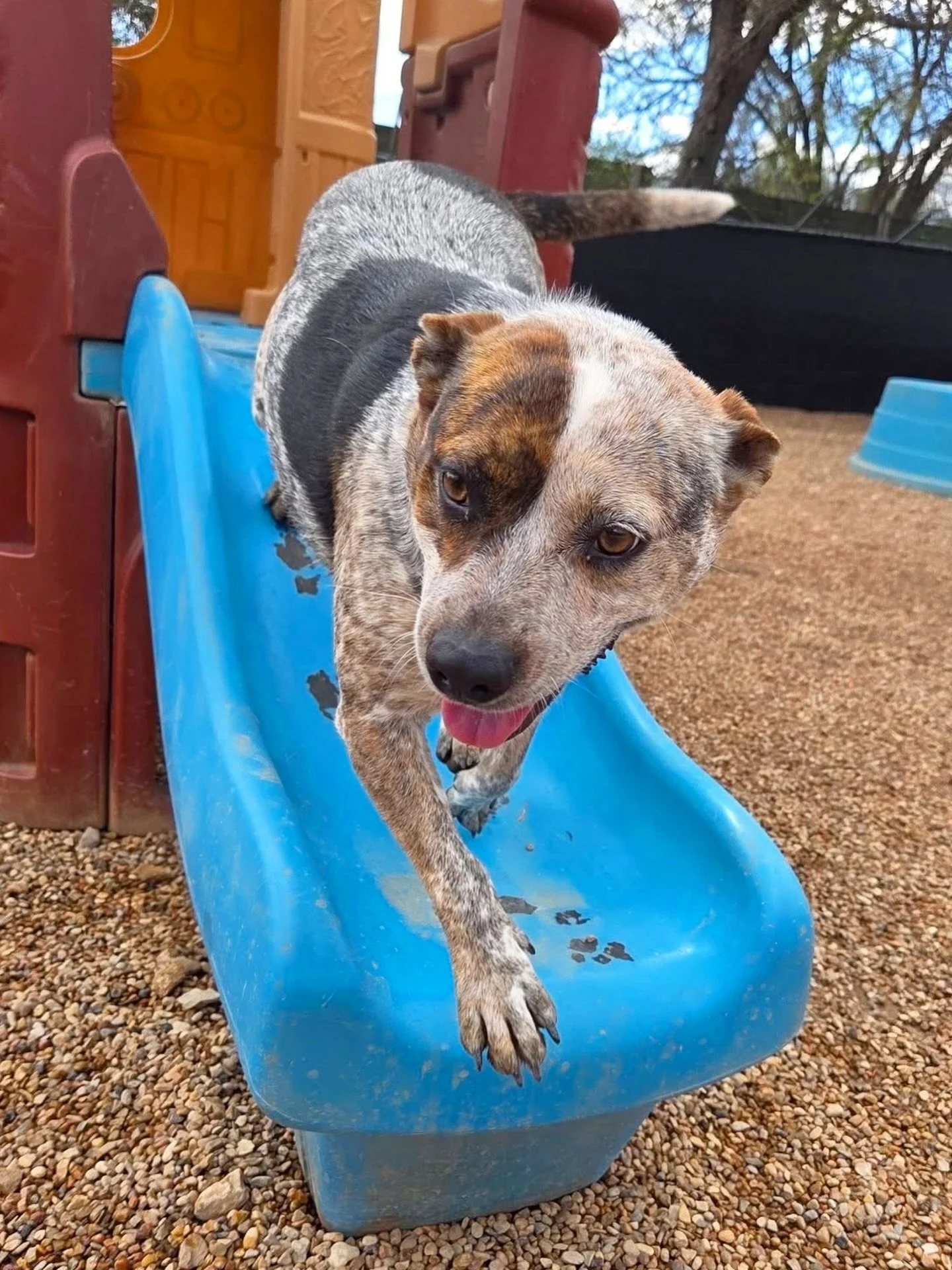 These pups are having a blast at daycare! 🎾