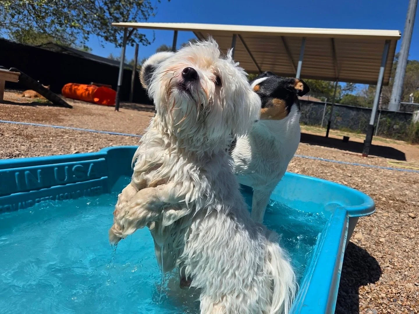Ending the week with a splash! 🦢