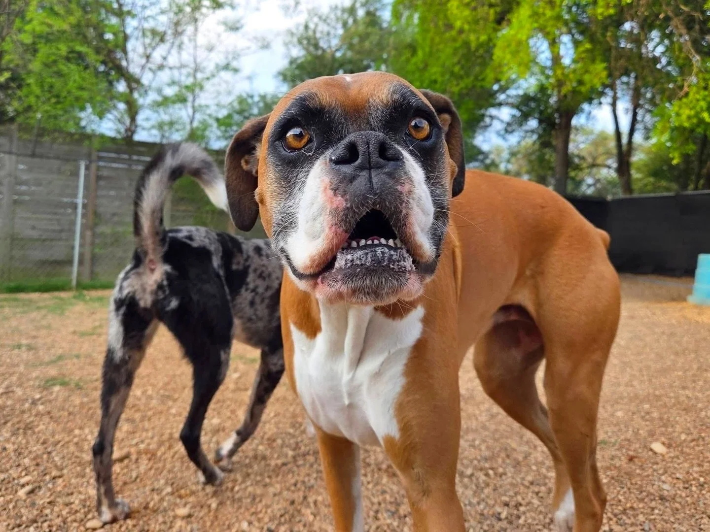 The best puppies in the world! 🌎