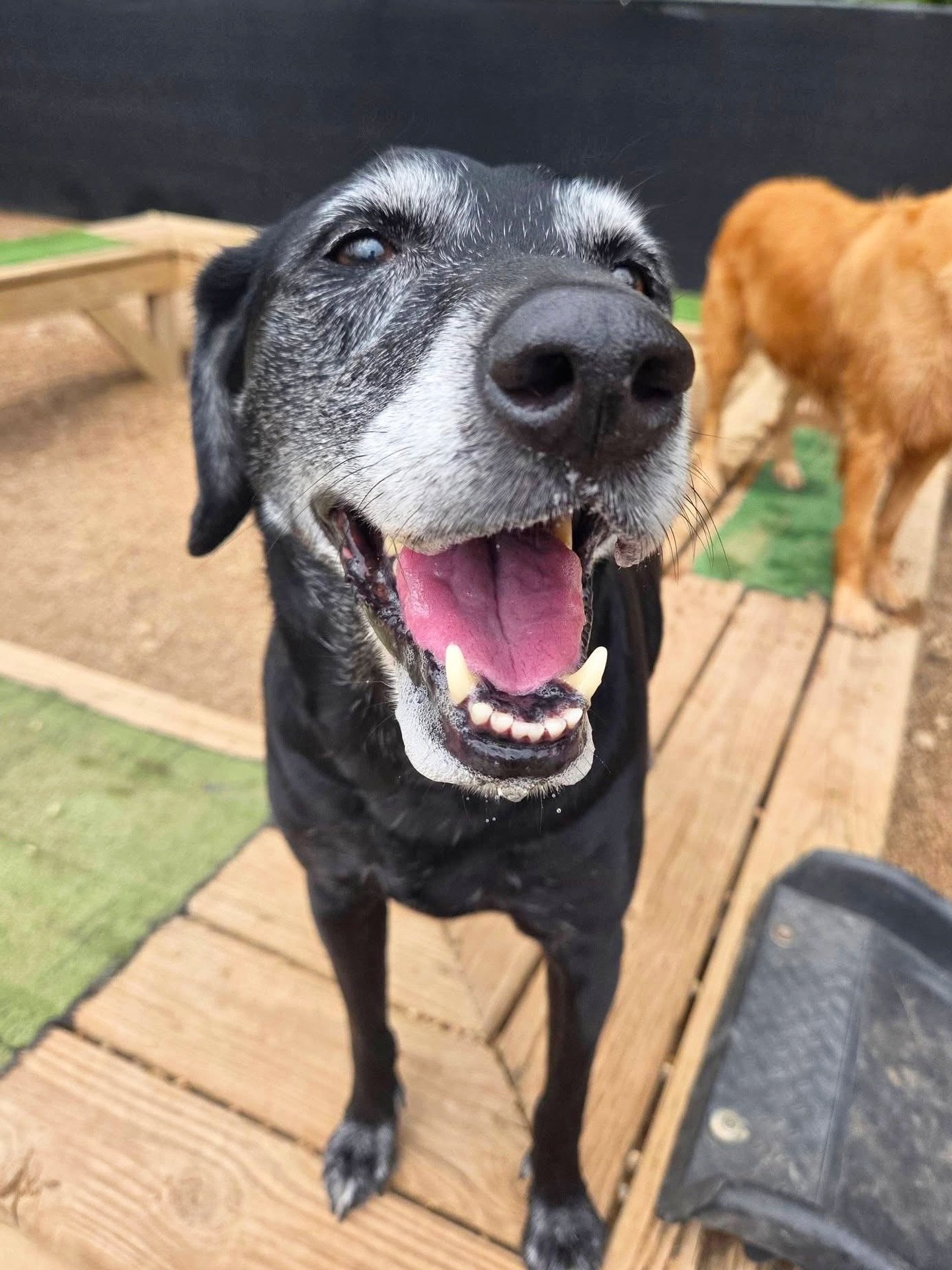 A little slobber never hurt anybody! 🐳