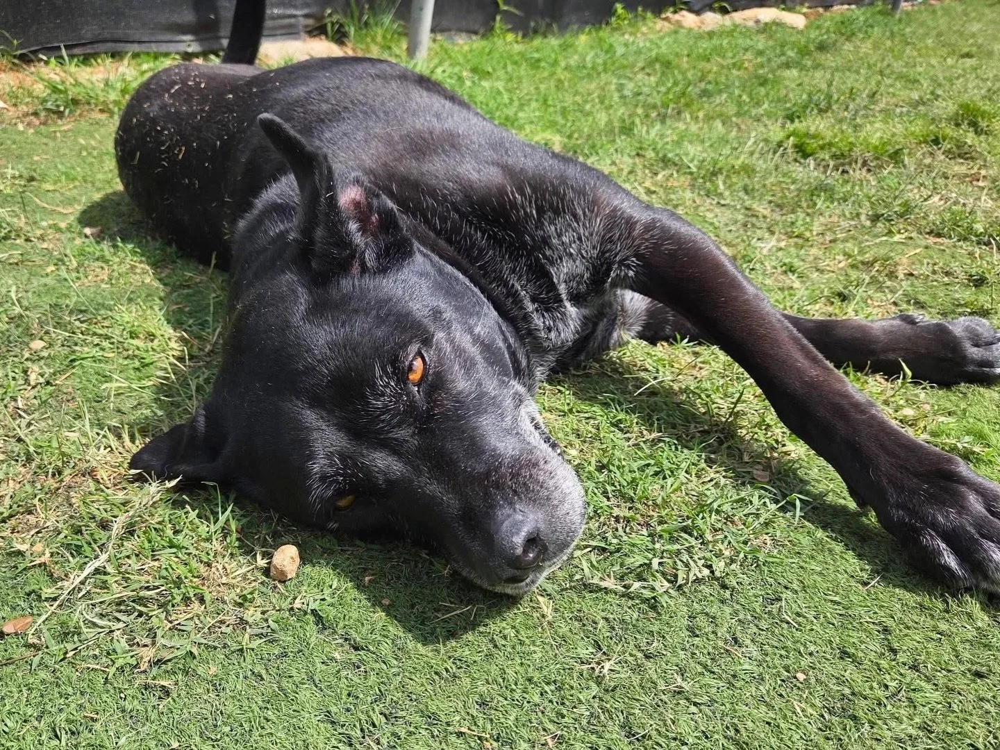 Mimi would sunbathe 24/7 if she could! ☀️
