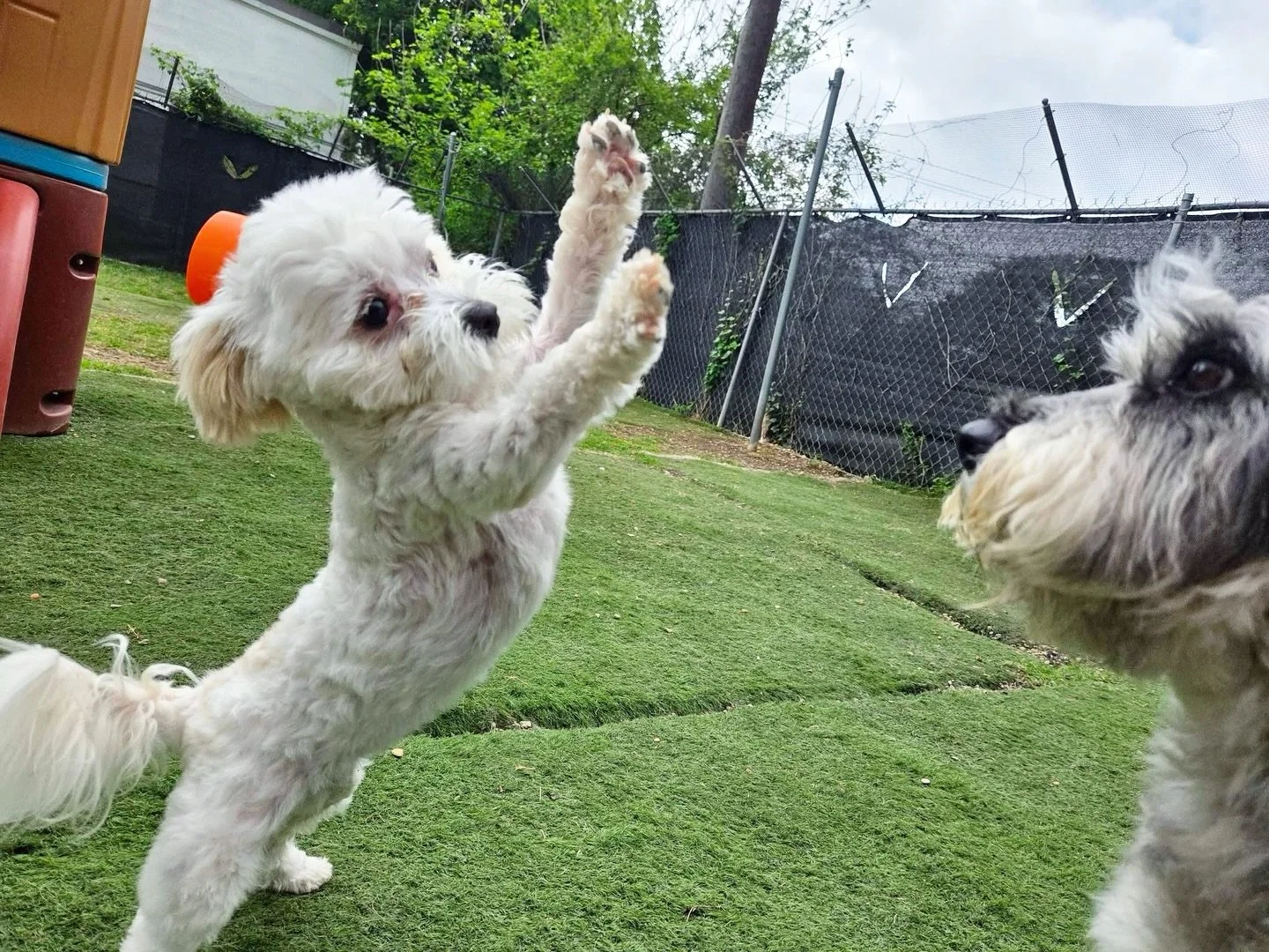 Reach for the stars, Meechie! 🌟