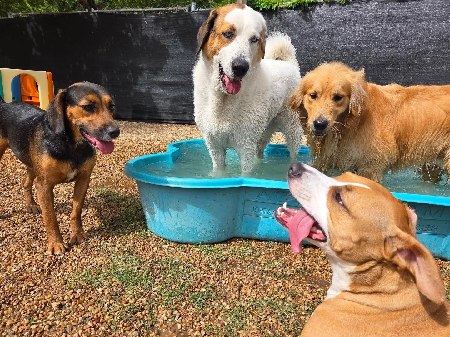 Pool party! 🎉🤿