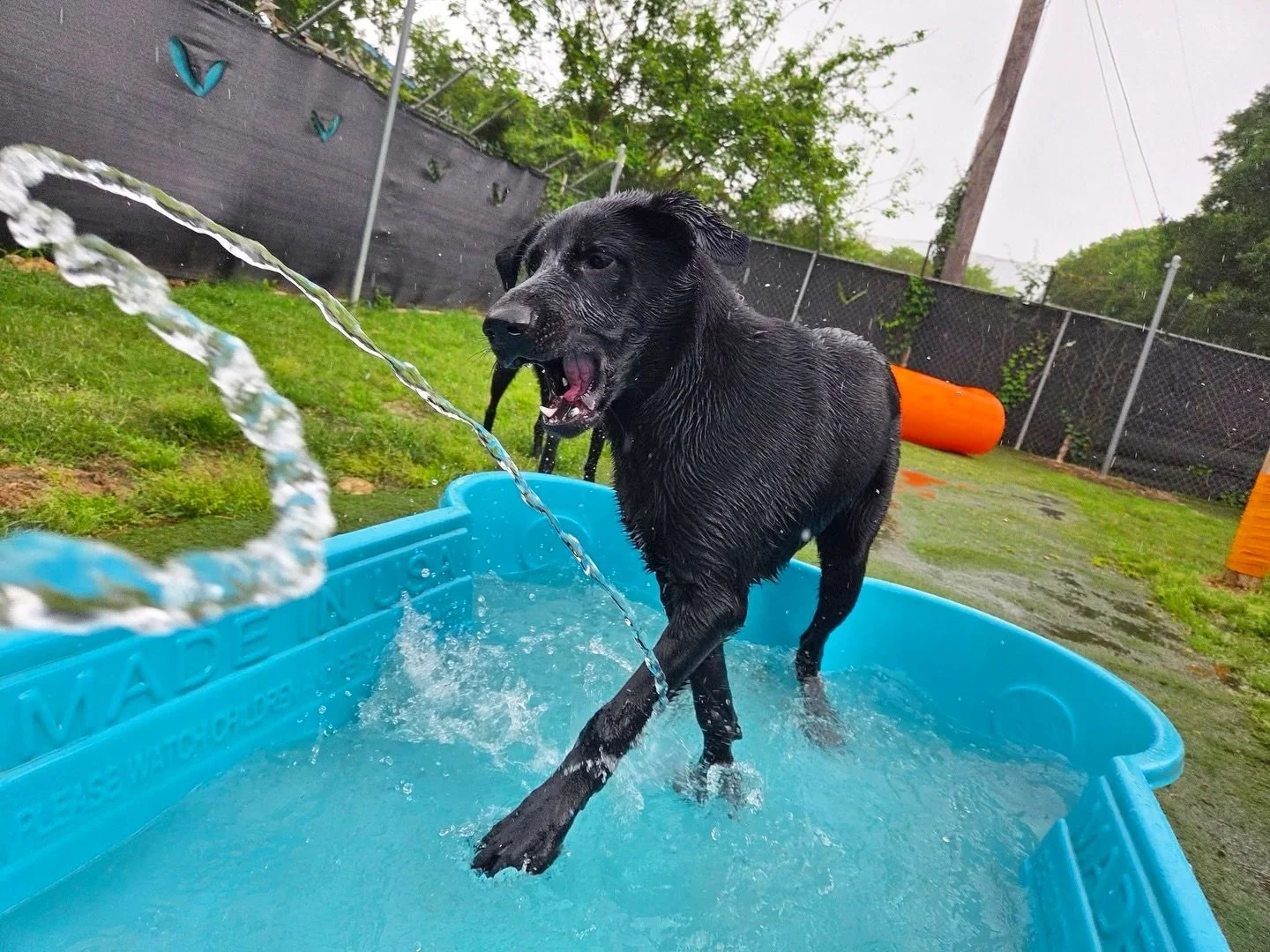 Great start to another fun week at Howl N Woof! 🐾