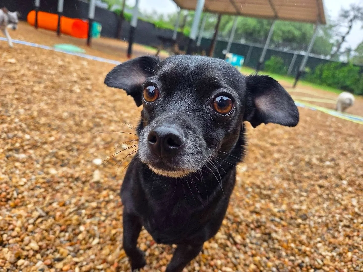 Lucas could be a Pixar dog with those eyes 👀