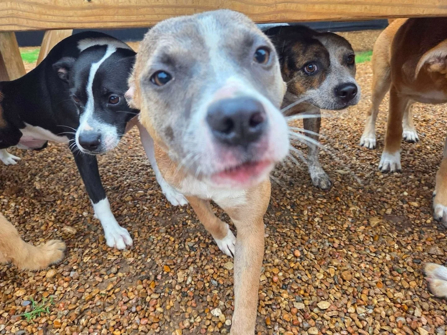 Puppies, puppies, and more puppies 🥰