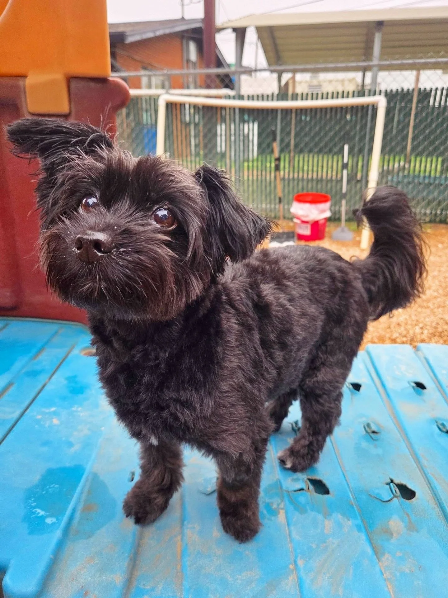 Beautiful Agnes!!! #dogofthemonth