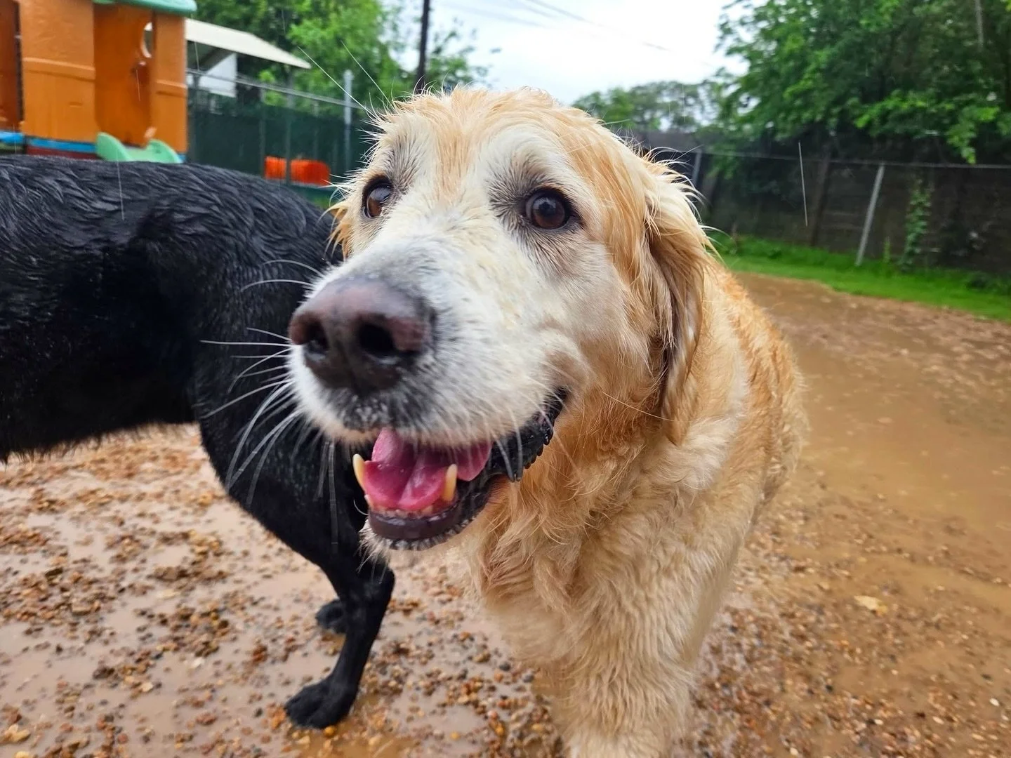 These pups didn&rsquo;t mind last week&rsquo;s rain one bit! ☔️
