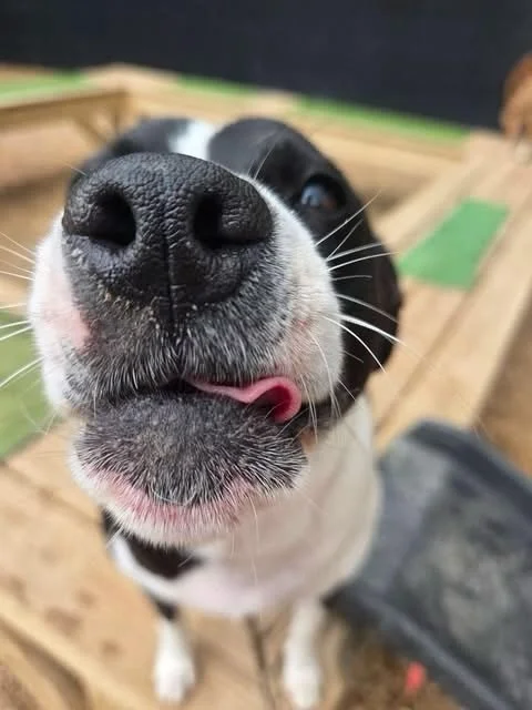 Junebug is ready fur her close-up 📸🤩