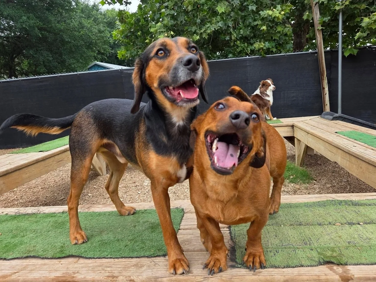 Best buds 🐾