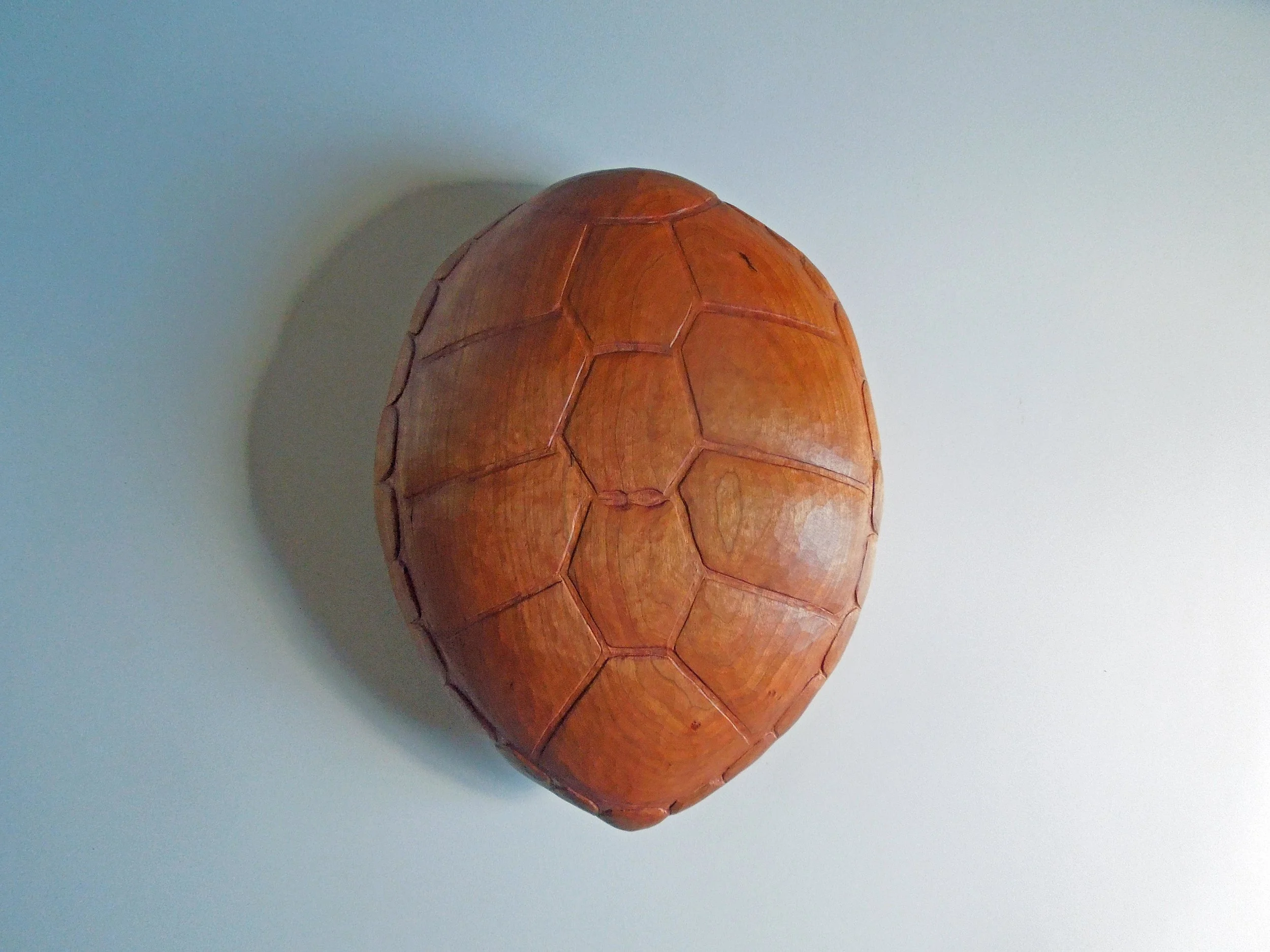 Brown Sea Turtle