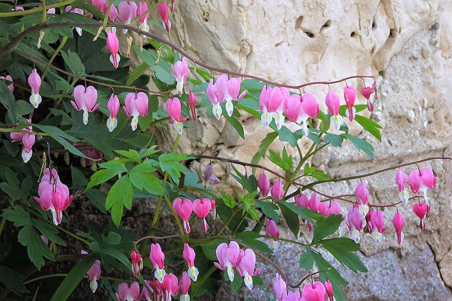 Flowering Gardens – Ever changing floral displays adorn the fieldstone gardens...bleeding hearts, old-fashioned roses, white hydrangeas.