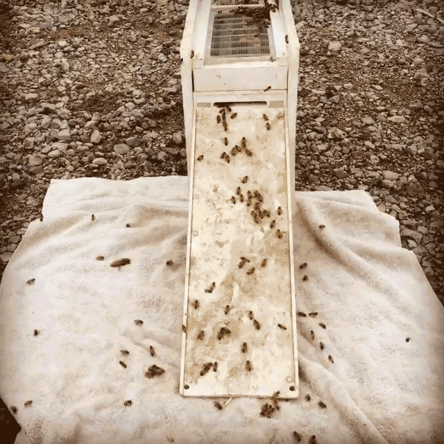 It's Swarm Season!