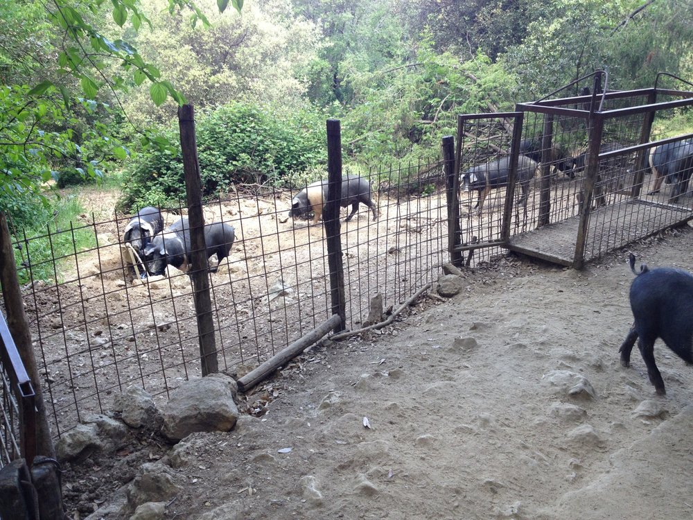Forest pastured hogs at Spannocchia