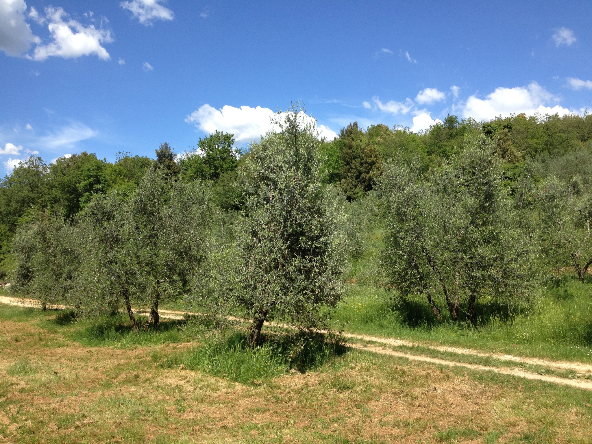 Olive trees at Spannocchia