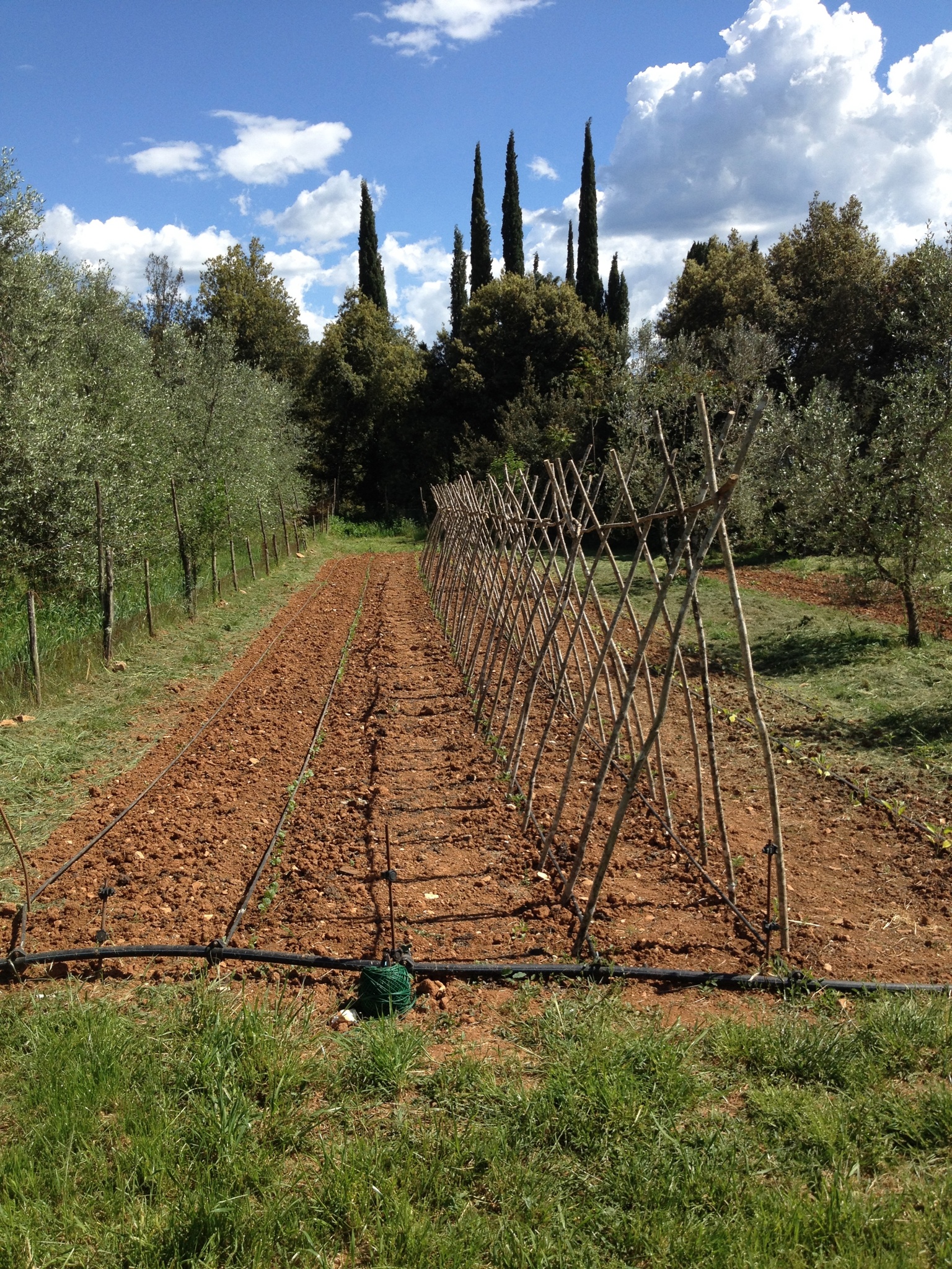 Bean and asparagus plots at Spannocchia