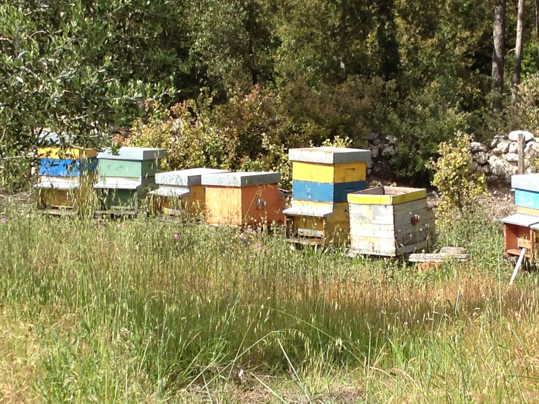 Bee hives at Spannocchia