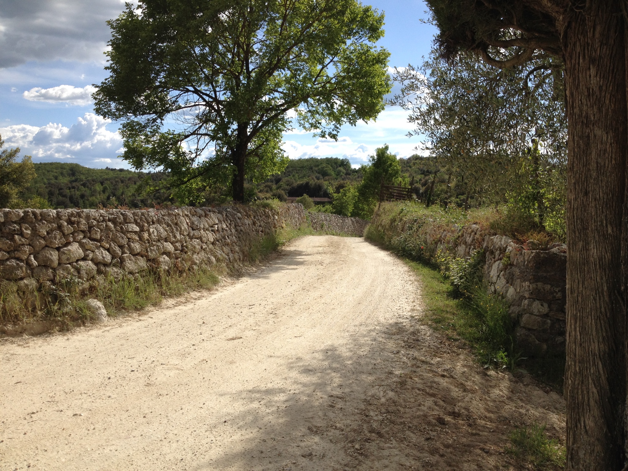 The road to the manor at Spannocchia