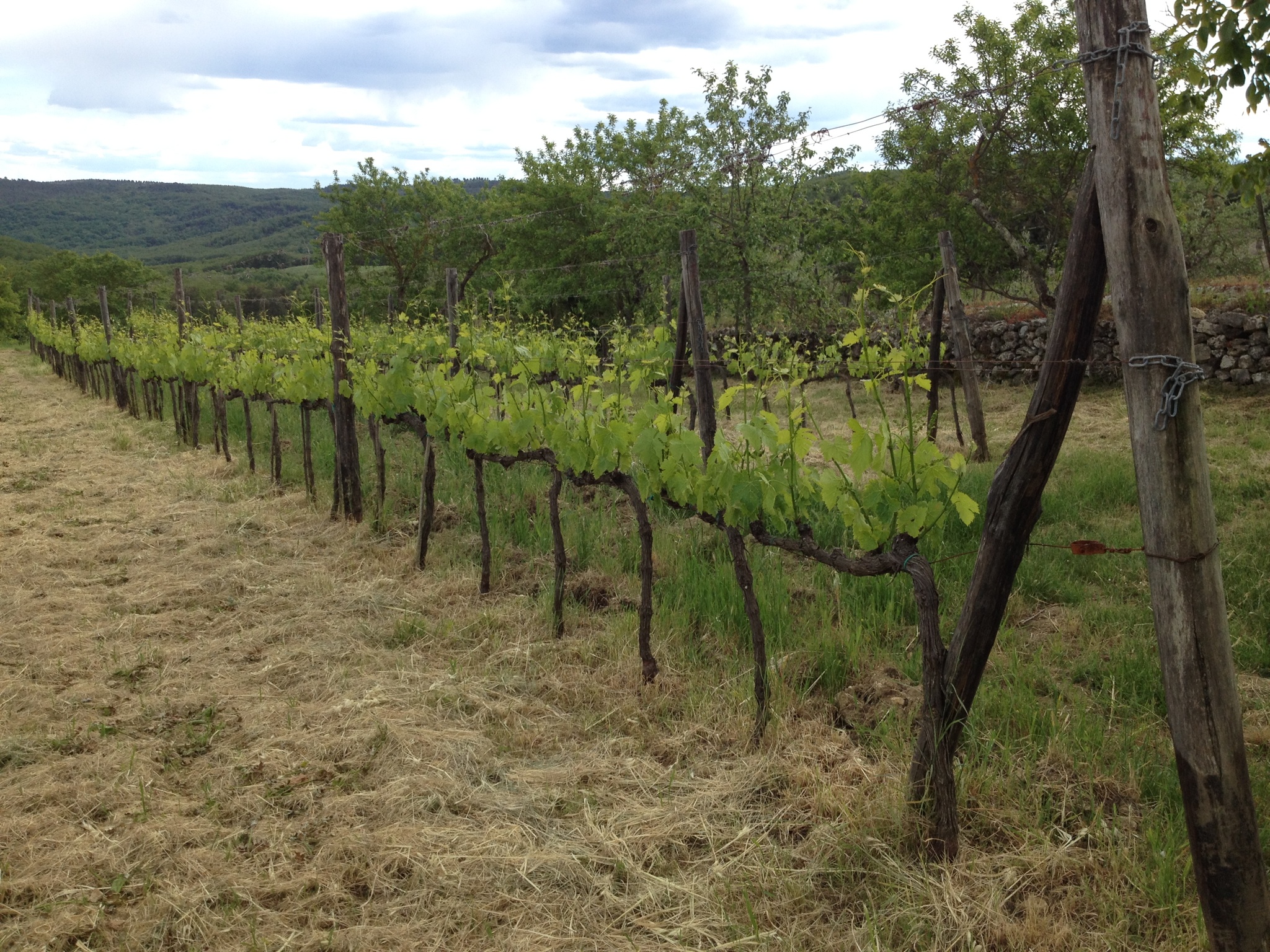 Vineyards of Spannocchia