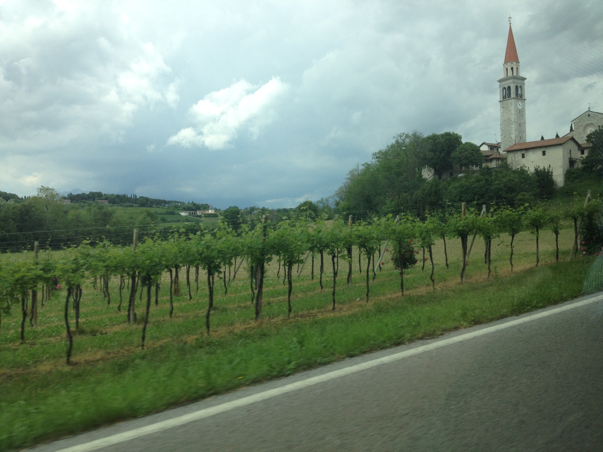 Udine vineyards