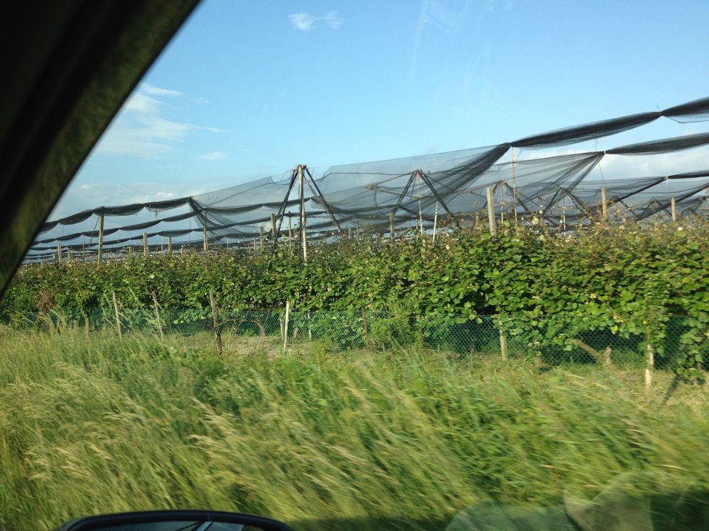 Fruit production north of Grado, Italy